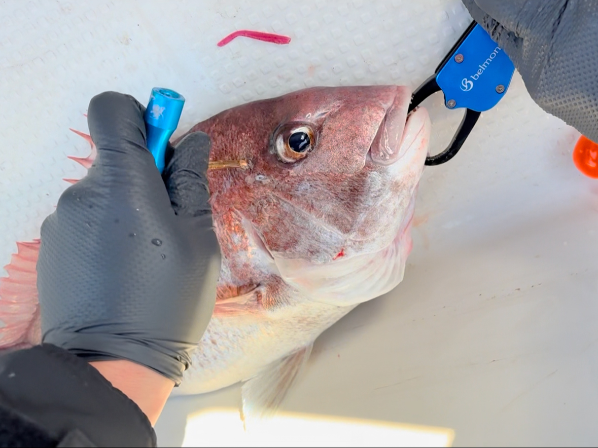 ノッコミ真鯛に是非！　「鯛歌舞楽」の色々セット　ヤマリア / ヤマシタ 鯛歌舞楽